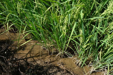 beautiful images of rice fields. Rice field and raining.