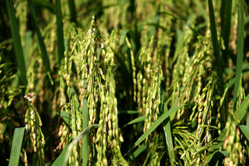 Rice field, dough stage, and mature stage.