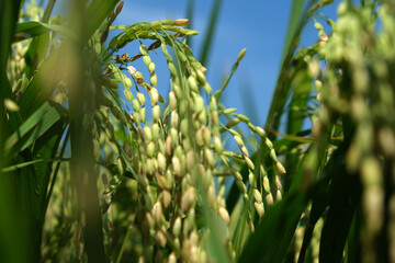 Rice field, dough stage, and mature stage.