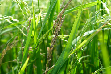 A Rice blast is a fungus that feeds on the rice plant.