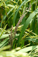 A Rice blast is a fungus that feeds on the rice plant.