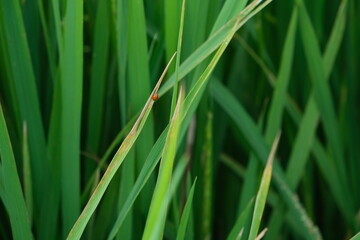 The insect attacks during the spikelet stage of the rice crop.