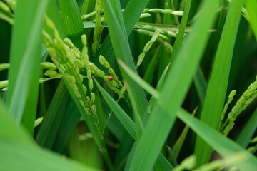 Obraz premium The insect attacks during the spikelet stage of the rice crop.