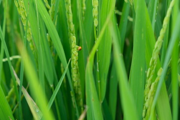 The insect attacks during the spikelet stage of the rice crop.