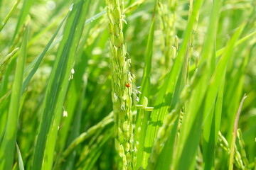 The insect attacks during the spikelet stage of the rice crop.