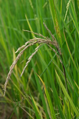 A Rice blast is a fungus that feeds on the rice plant.