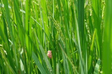 Golden apple snails eat young and emerging rice plants.