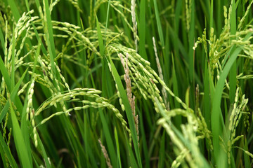 A Rice blast is a fungus that feeds on the rice plant.
