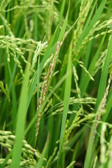 Fototapeta na wymiar A Rice blast is a fungus that feeds on the rice plant.