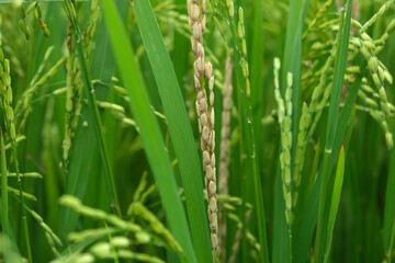Obraz na płótnie Canvas A Rice blast is a fungus that feeds on the rice plant.