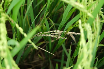 A Rice blast is a fungus that feeds on the rice plant.