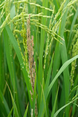 A Rice blast is a fungus that feeds on the rice plant.