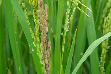 A Rice blast is a fungus that feeds on the rice plant.