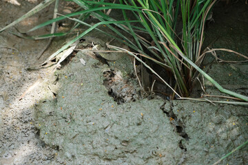 Rice bacterial blight. Bacterial blight infected leaf.