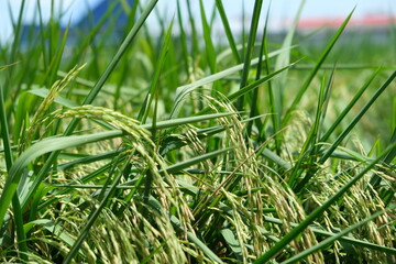 Rice field, dough stage, and mature stage.