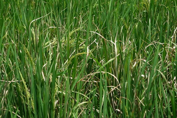 Sheath blight. Rice field diseases.