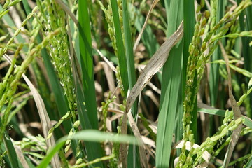 Sheath blight. Rice field diseases.
