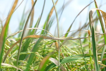 Sheath blight. Rice field diseases.
