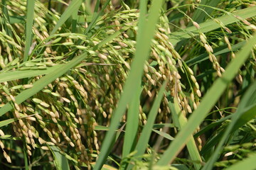 Rice field, dough stage, and mature stage.