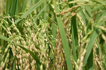 Rice field, dough stage, and mature stage.