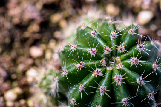 Green Cactus with pink spikes 