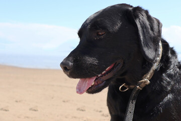 a close-up portrait of a black labrador at sea. dog on the beach