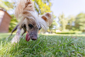 Ugly old Chinese Crested dog 