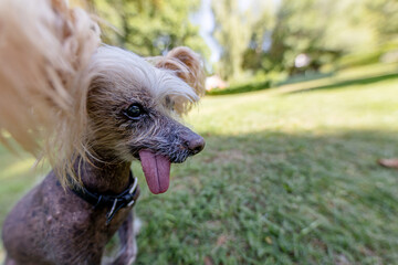 Ugly old Chinese Crested dog 
