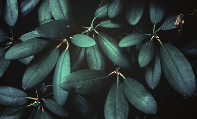 Rhododendron leaves bush close up as floral natural botanical tropical exotic dark palm jungle...