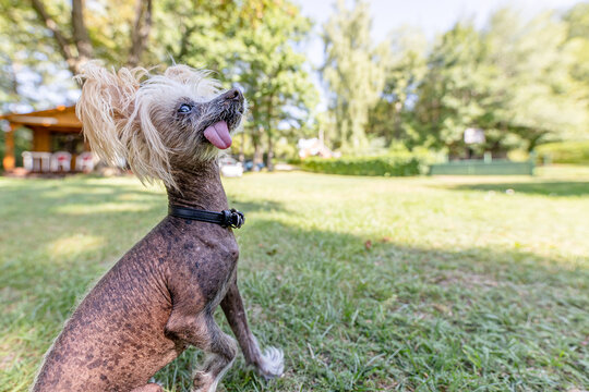 Ugly old Chinese Crested dog 