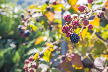 Bush with blackberries. Blackberries ripen on a bush in summer. Berries. Blackberry