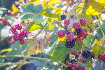 Bush with blackberries. Blackberries ripen on a bush in summer. Berries. Blackberry