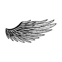 Wing isolated on white. PNG.