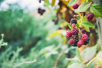 Bush with blackberries. Blackberries ripen on a bush in summer.