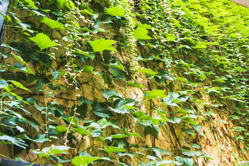 Wall overgrown with vineyard. Green ivy plant that covers the walls. High wall in green thickets