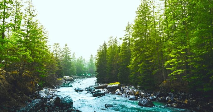Valley with pine trees and flowing river in spring