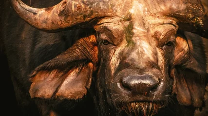 Foto op Canvas Close up of a Cape Buffalo's head. © spcXmky