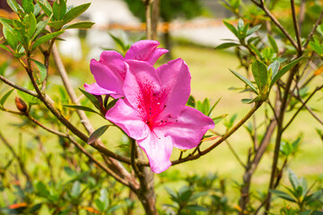 Blooming pink azalea flowers close-up in a botanical garden. Azaleas are flowering shrubs in the genus Rhododendron, particularly the former sections Tsutsuji and Pentanthera.