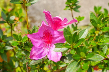 Blooming pink azalea flowers close-up in a botanical garden. Azaleas are flowering shrubs in the genus Rhododendron, particularly the former sections Tsutsuji and Pentanthera.