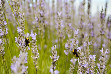 bee on a flower