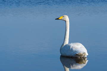 Obraz premium swan on the water