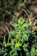 The white clover (Trifolium repens).