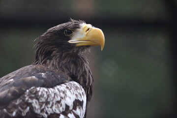 Steller's sea eagle close up portrait against dark background
