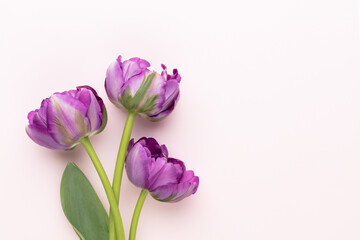 Lilac tulip flowers on pastel background.