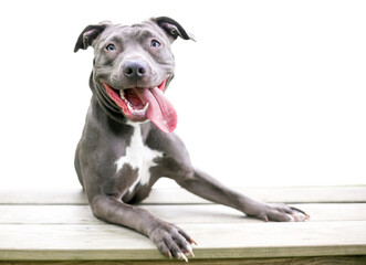 A happy blue and white Pit Bull Terrier mixed breed dog with its paws up on a bench and its tongue...