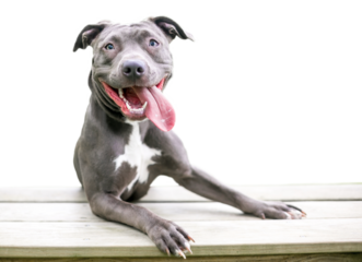 A happy blue and white Pit Bull Terrier mixed breed dog with its paws up on a bench and its tongue out, with a transparent background