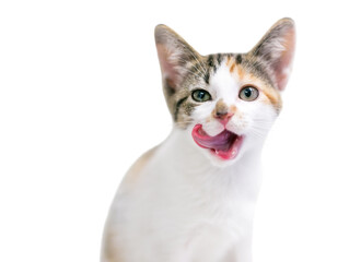 A calico tabby domestic shorthair kitten licking its lips, with a transparent background