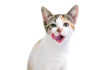A calico tabby domestic shorthair kitten licking its lips, with a transparent background
