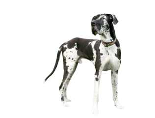 A black and white purebred Harlequin Great Dane dog standing, with a transparent background