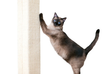 A purebred Siamese cat with seal point markings and blue eyes using a scratching post, with a...